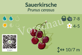 Sauerkirsche