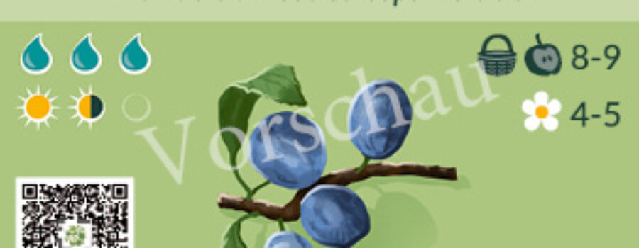 Prunus domestica ssp. insititia