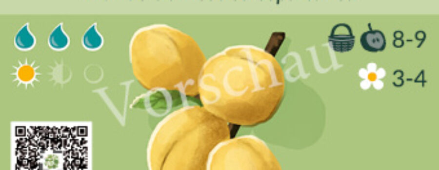 Prunus domestica ssp. italica