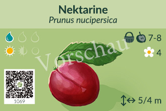 Nektarine