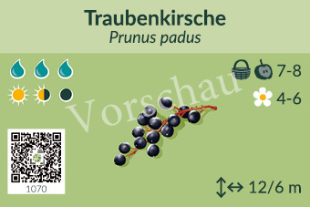 Traubenkirsche