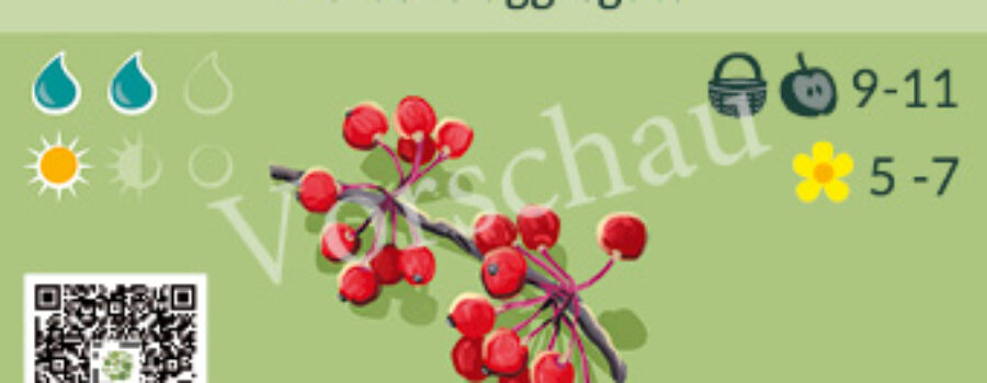 Berberis aggregata