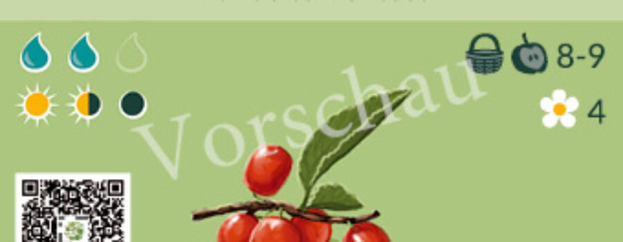 Prunus tomentosa