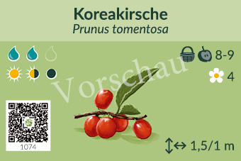Koreakirsche