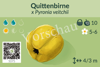 Quittenbirne