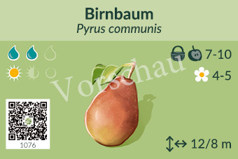 Birnbaum