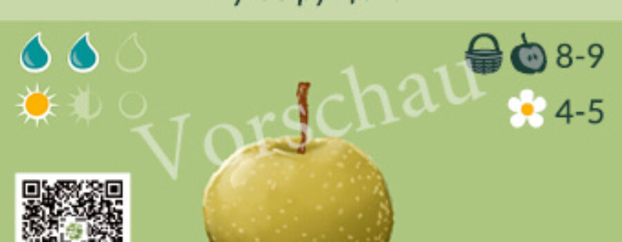 Pyrus pyrifolia