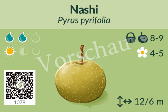 Nashi