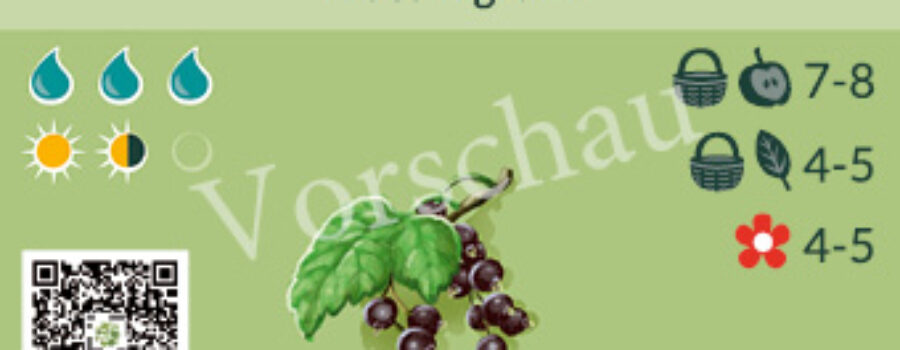 Ribes nigrum