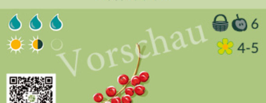 Ribes rubrum