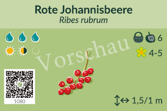 Rote Johannisbeere