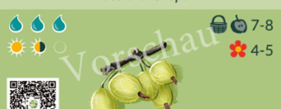 Ribes uva-crispa