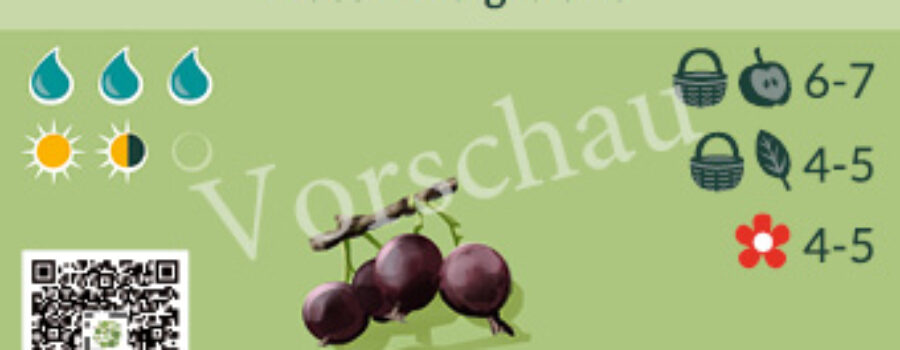 Ribes x nidigrolaria