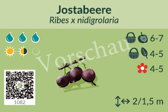 Jostabeere