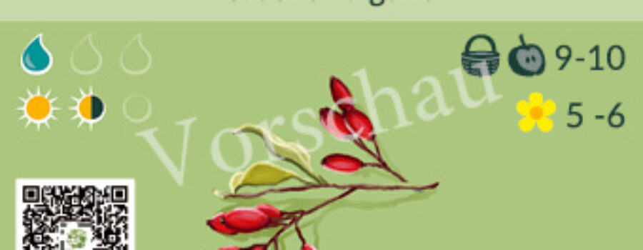Berberis vulgaris