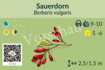 Sauerdorn