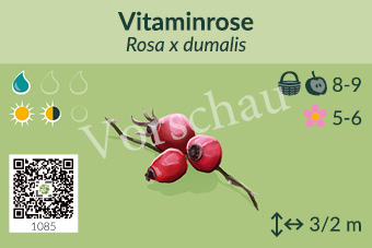 Vitaminrose