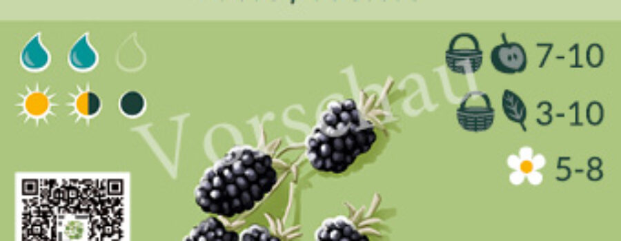 Rubus fruticosus