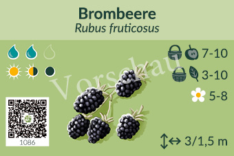 Brombeere