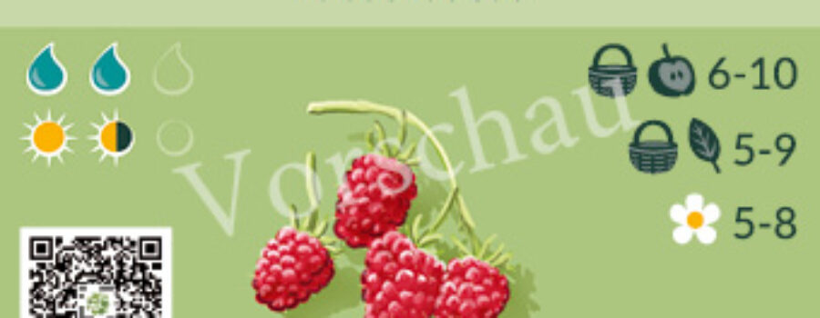 Rubus idaeus
