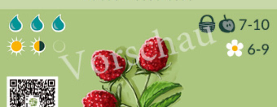 Rubus illecebrosus
