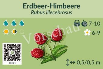 Erbeer-Himbeere