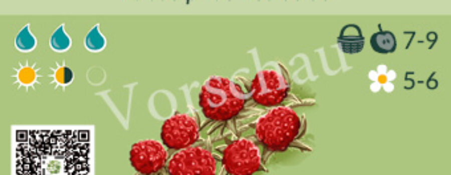 Rubus phoenicolasius