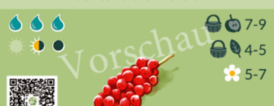 Schisandra chinensis