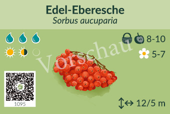 Edel-Eberesche