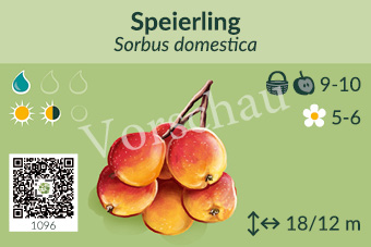 Speierling
