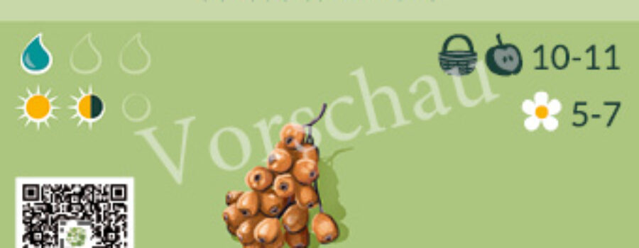 Sorbus torminalis