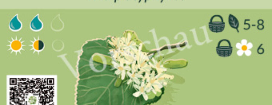 Tilia platyphyllos