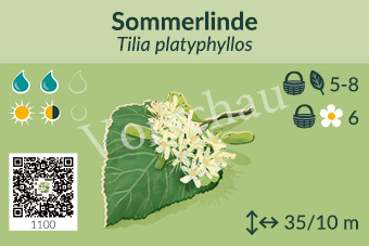 Sommerlinde