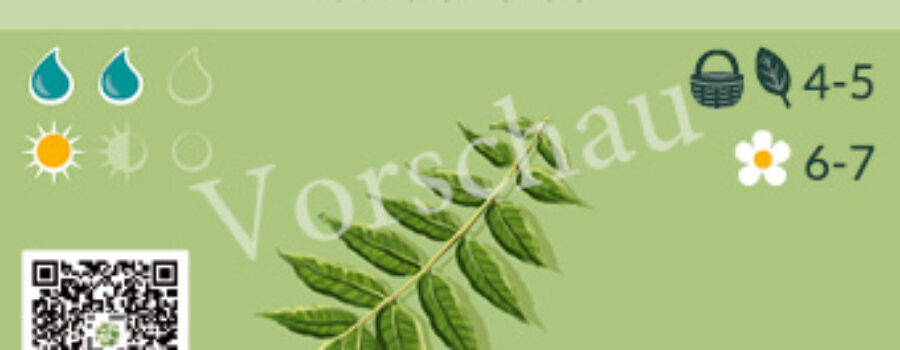 Toona sinensis