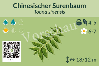 Chinesischer Surenbaum