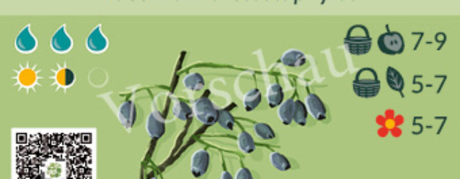 Vaccinium arctostaphylos