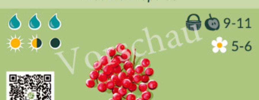 Viburnum opulus