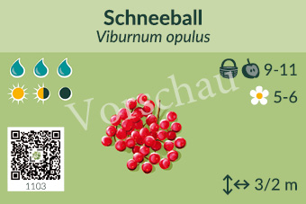 Schneeball