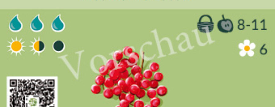 Viburnum trilobum