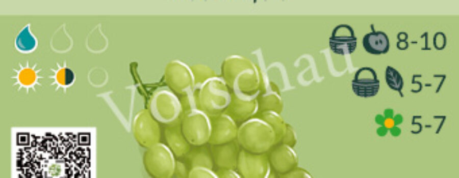 Vitis vinifera