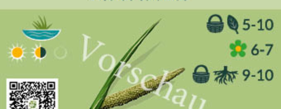Acorus calamus
