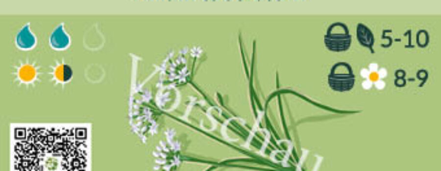 Allium tuberosum
