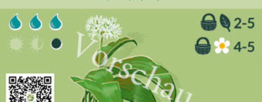 Allium ursinum