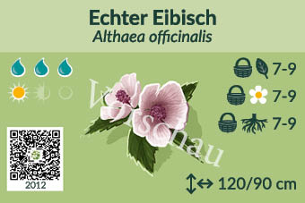 Echter Eibisch