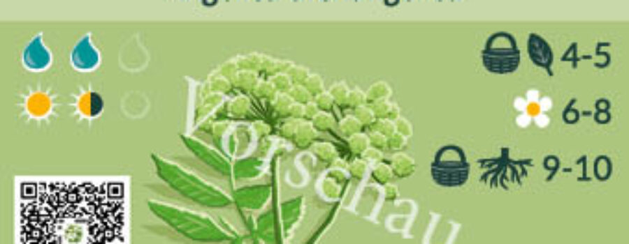 Angelica archangelica