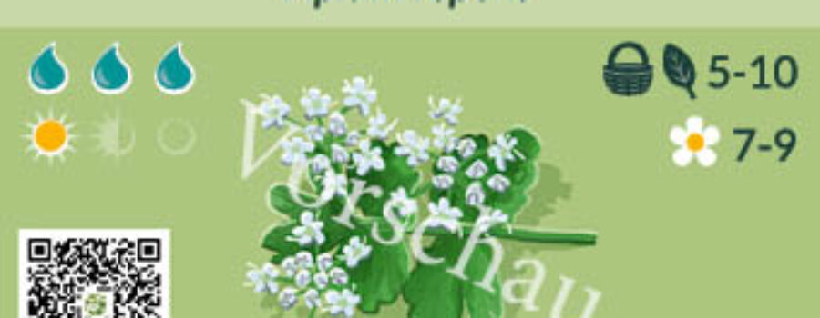 Apium repens