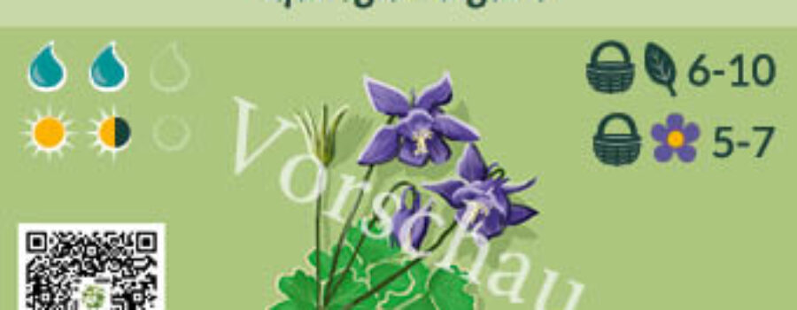 Aquilegia vulgaris
