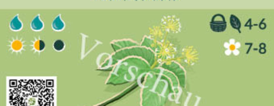 Aralia cordata