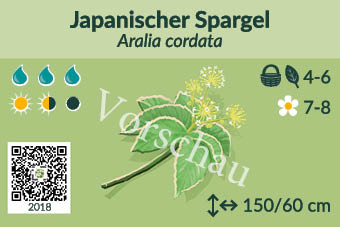Japanischer Spargel