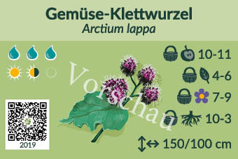 Gemüse-Klettwurzel